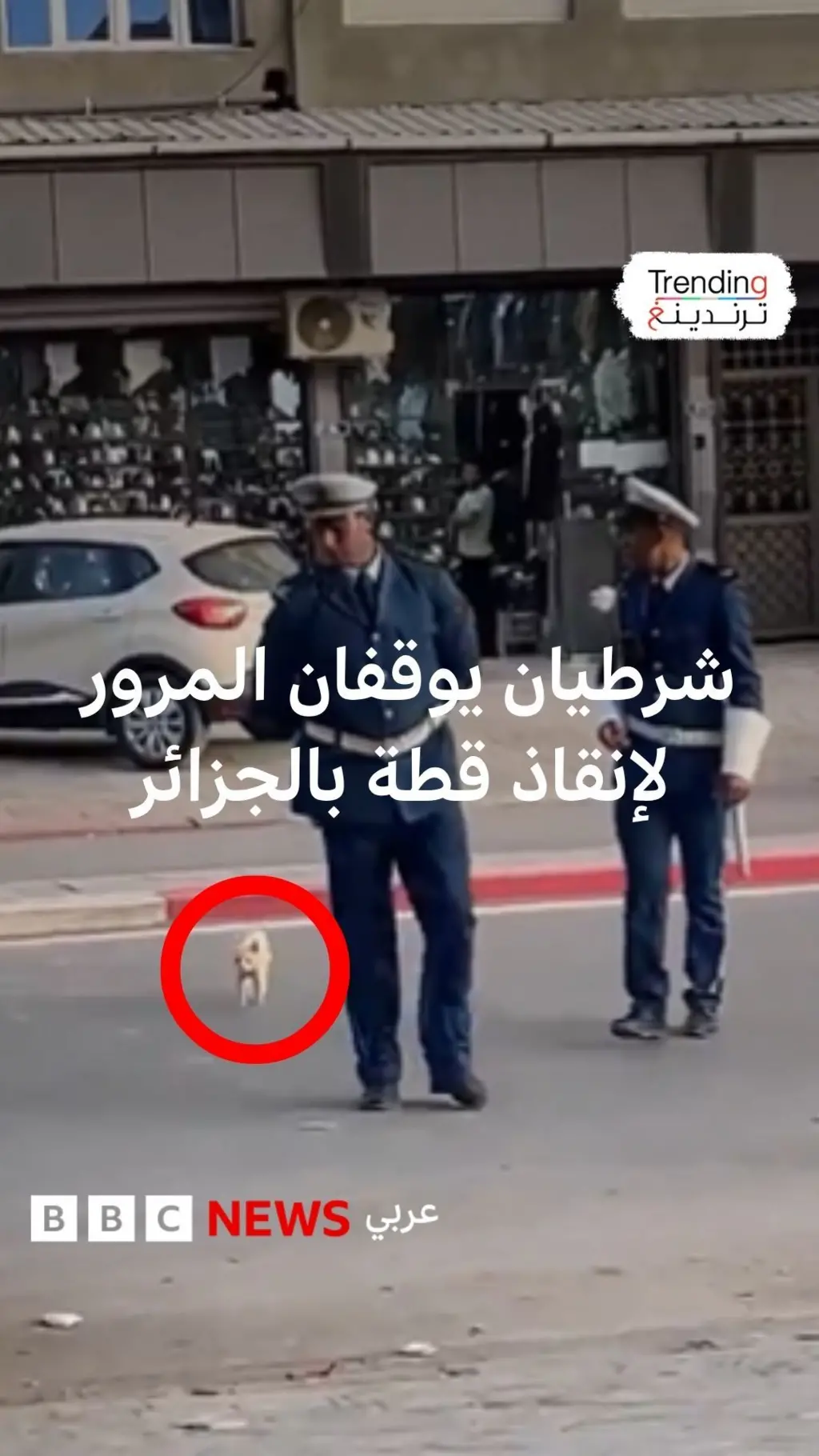 شرطيان يوقفان المرور لإنقاذ قطة بالجزائر