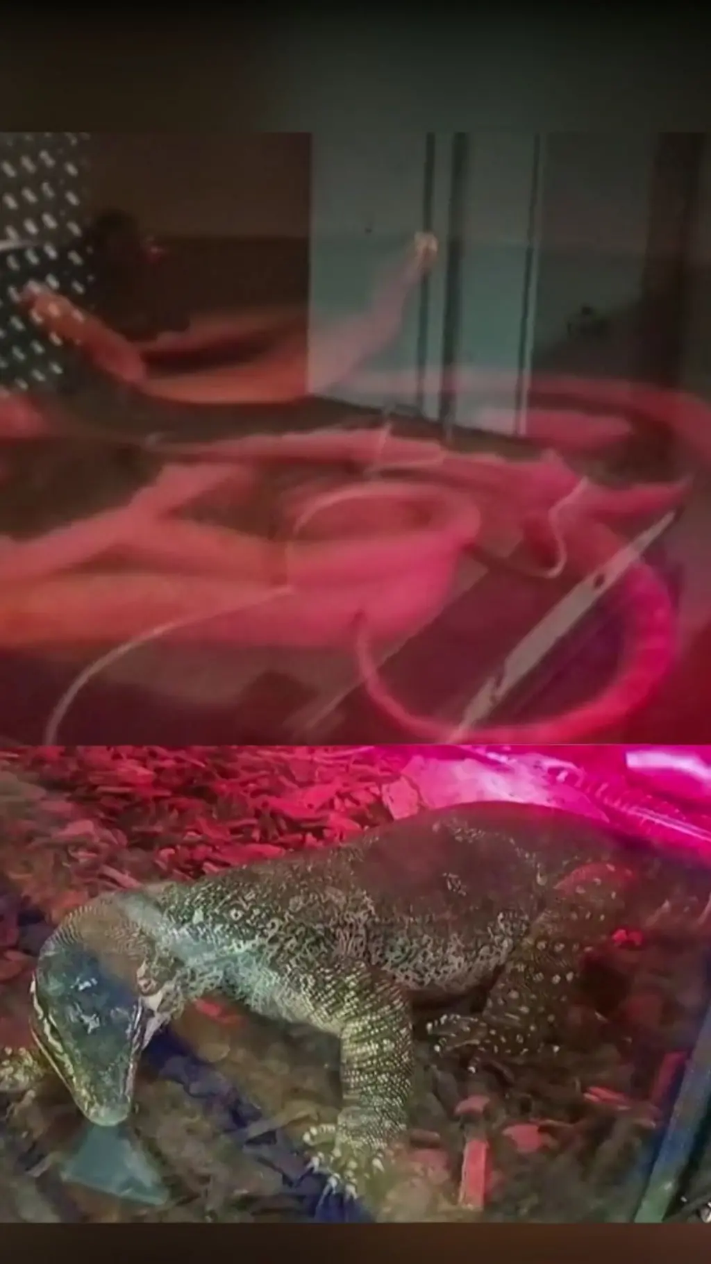 ثعابين وزواحف في مخبأ سري بإيطاليا