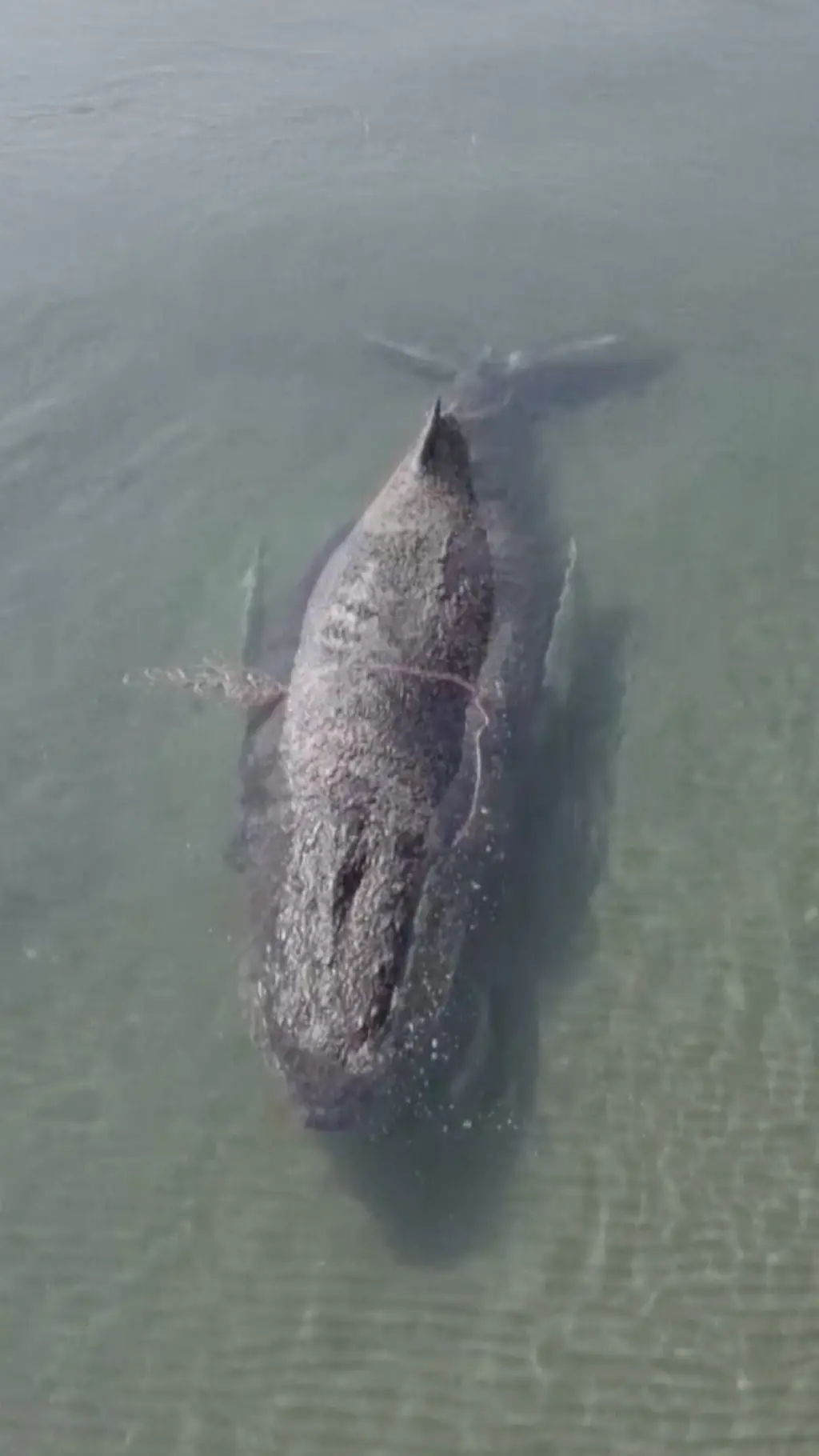 ජර්මානු වෙරළ තීරයක අතරමං වූ තල්මසෙකු නොගැඹුරු ජලයෙන් මුදාගත් අයුරු