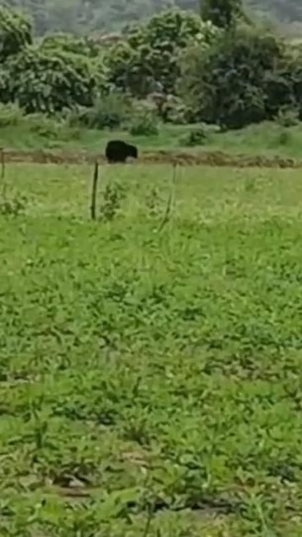 BearAttack