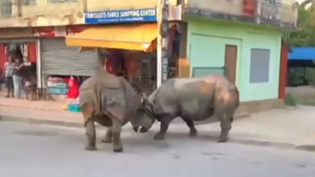 ఖడ్గమృగాలు