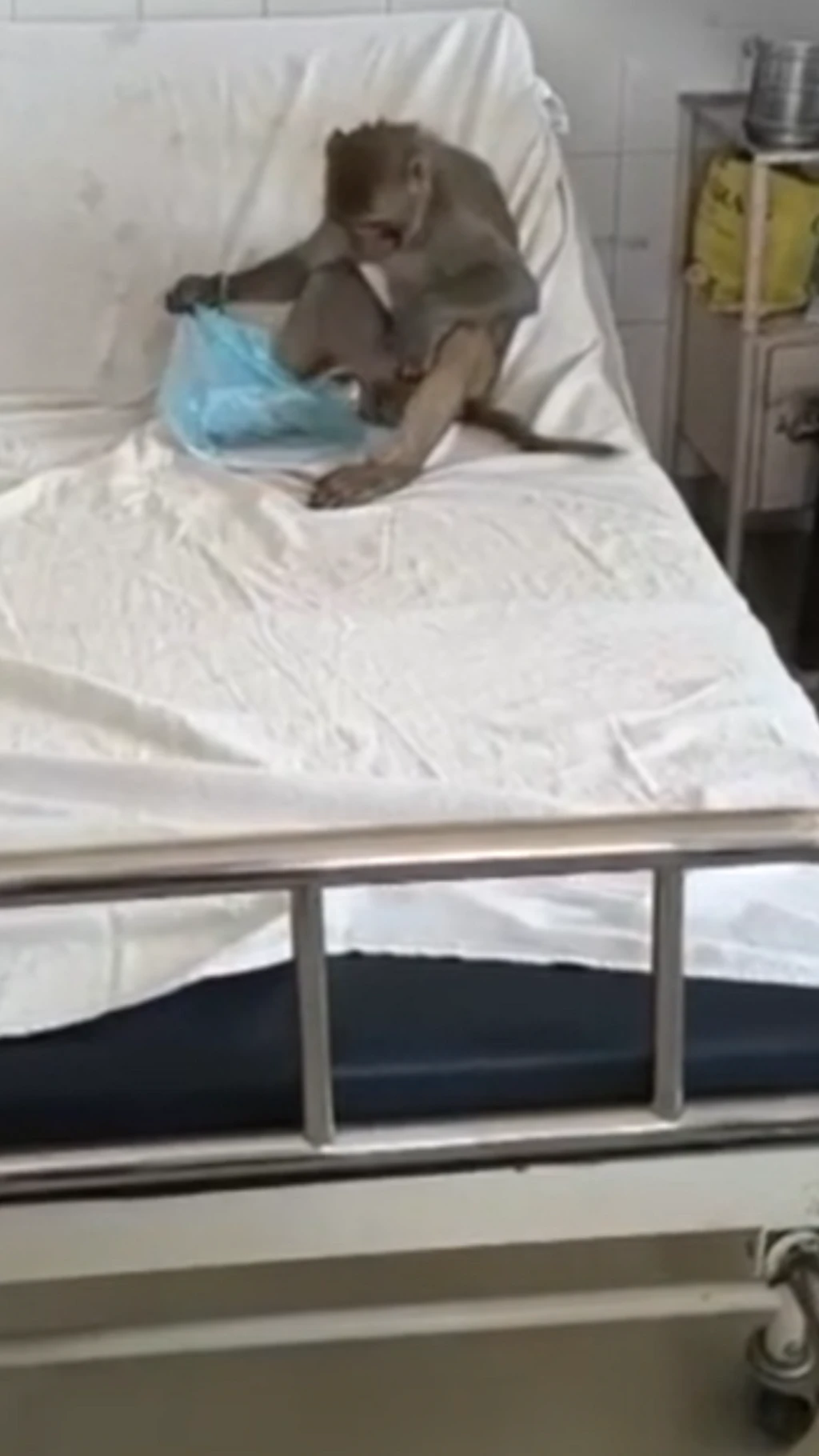 குரங்கு