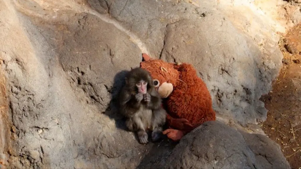 "พันช์" ลูกลิงหิมะญี่ปุ่นวัย 7 เดือนที่ถูกแม่ทอดทิ้ง