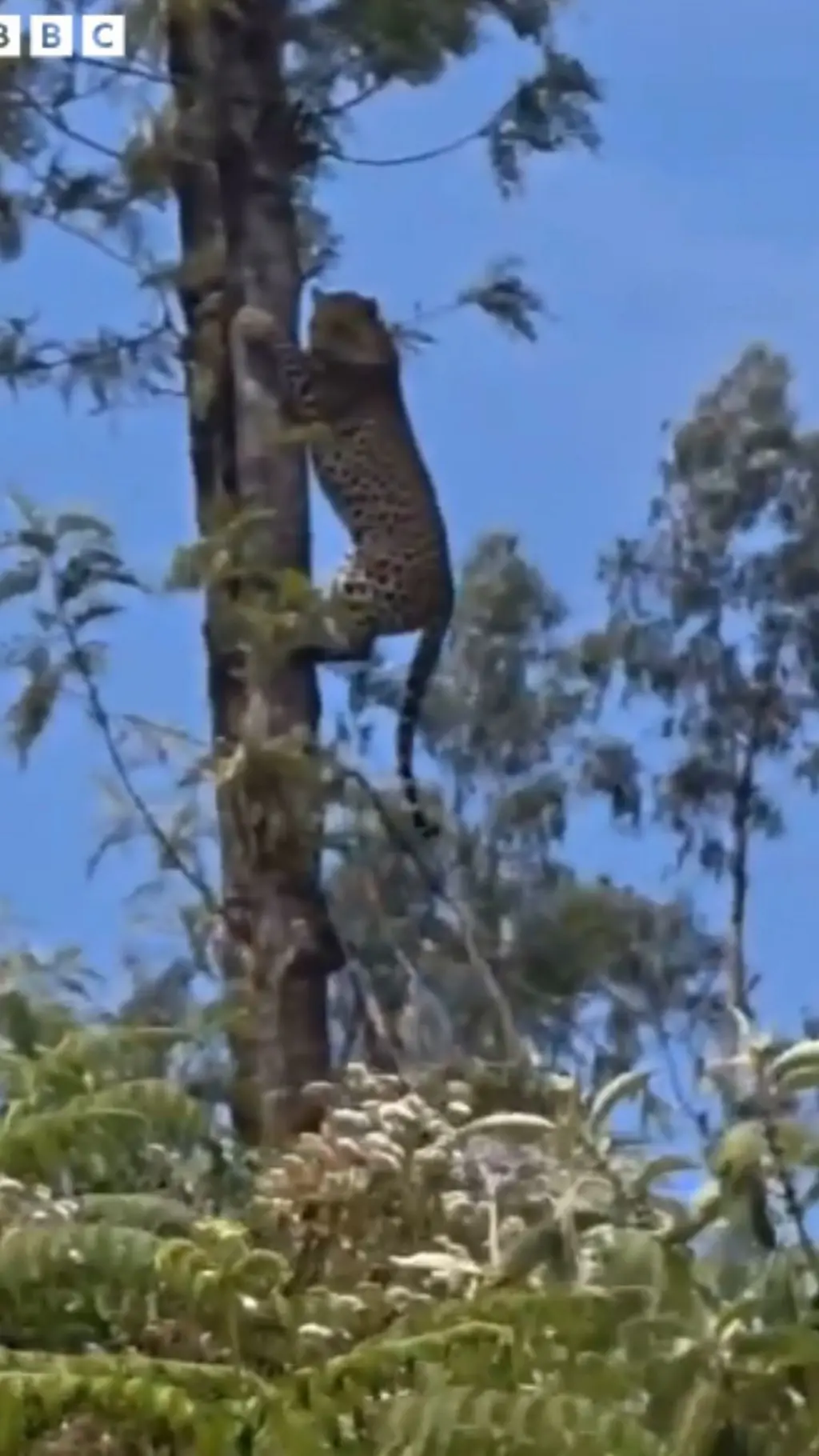 சிறுத்தை