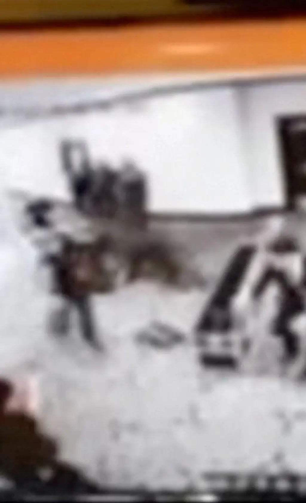 Câmera de segurança de evento com Trump