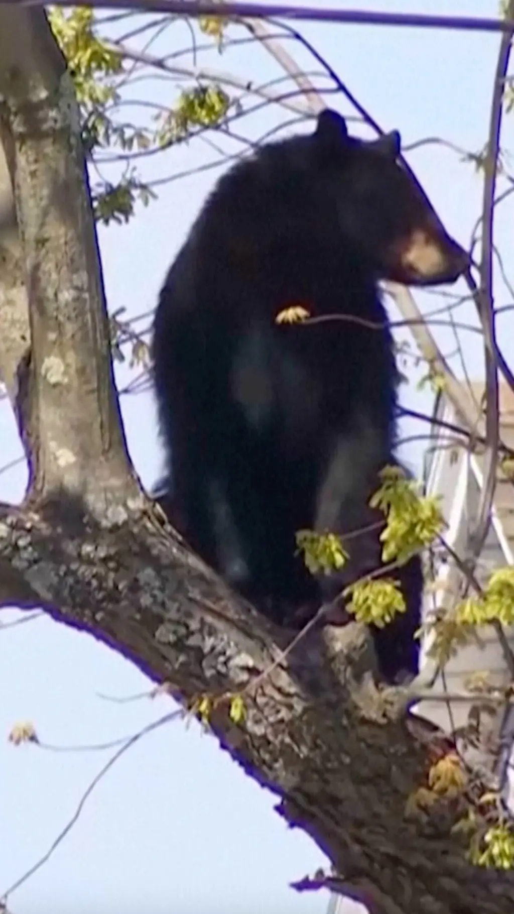 Medved zaglavljen na drvetu