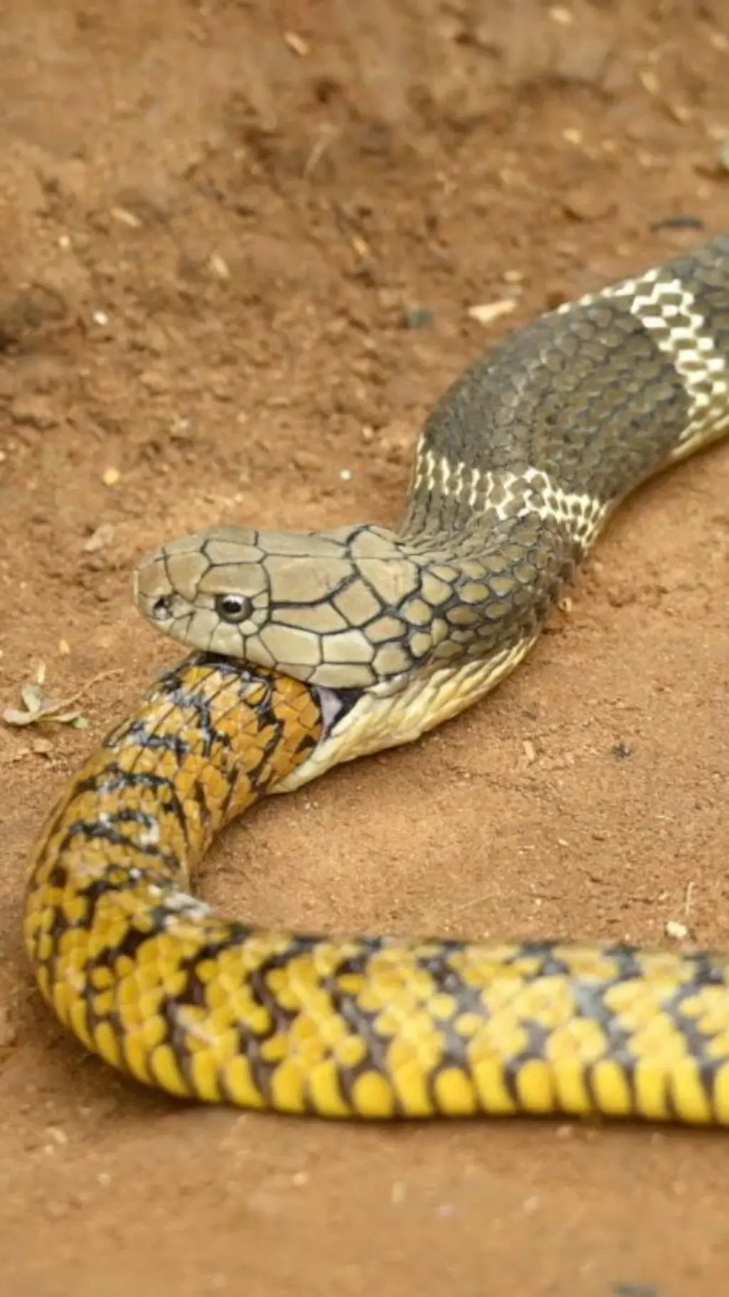 کوبرا
