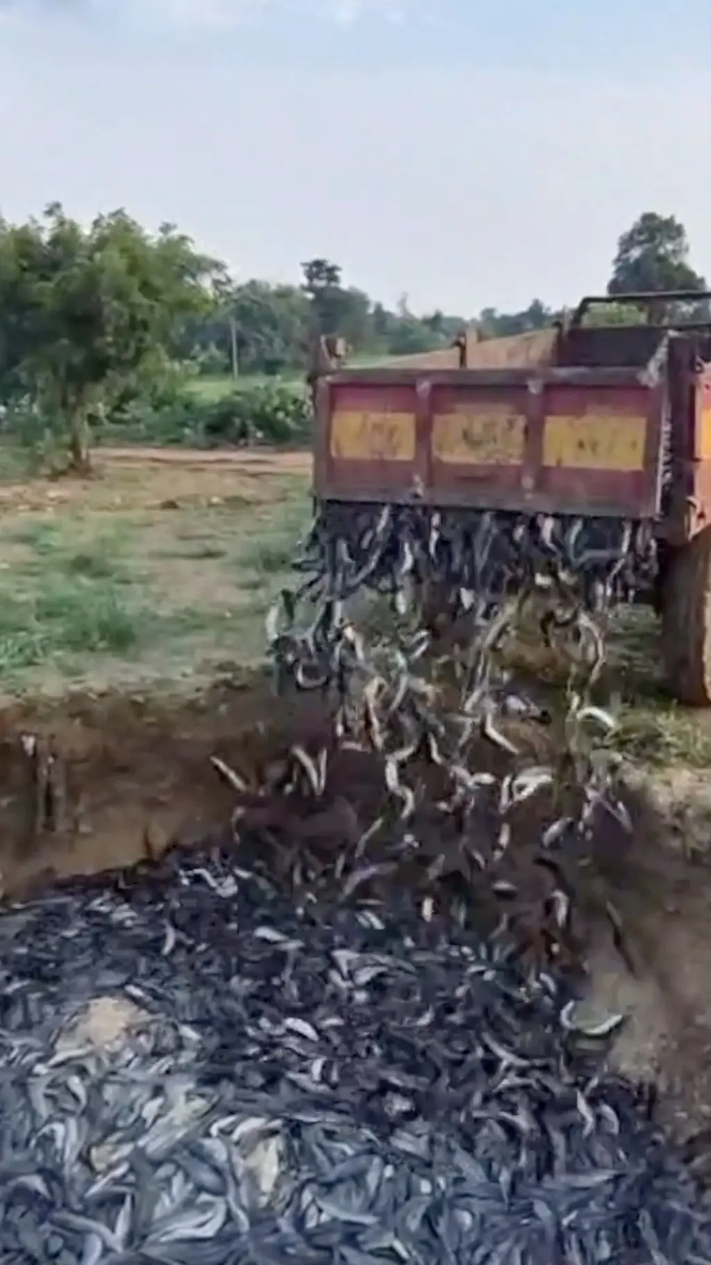 भारतमा प्रतिबन्धित माछा नष्ट गरियो