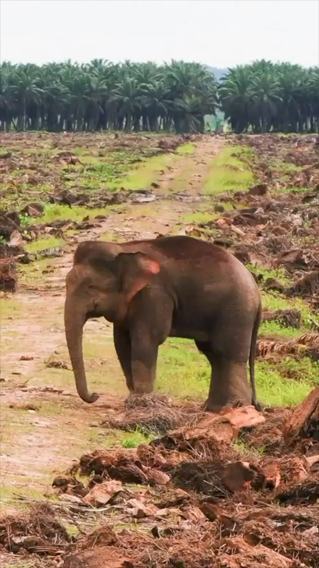Di balik video viral gajah kerdil di tengah deforestasi lahan
