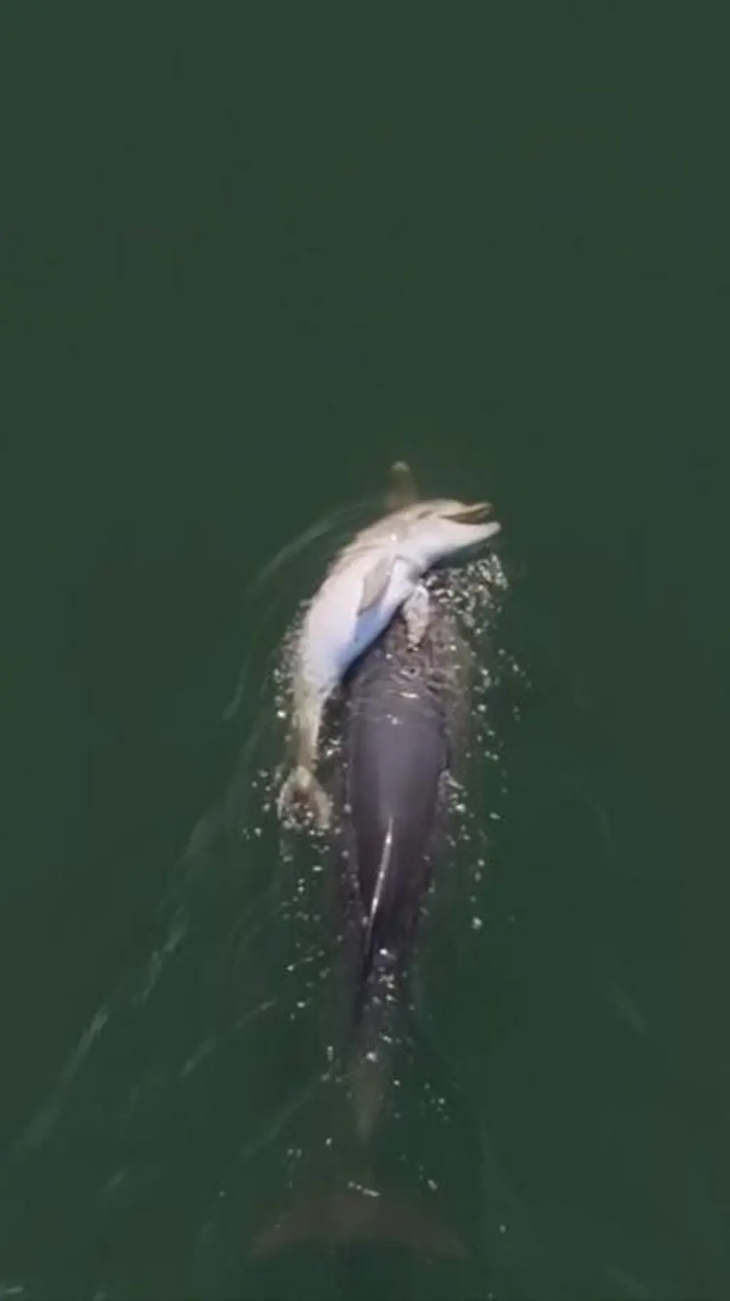 Dolphin