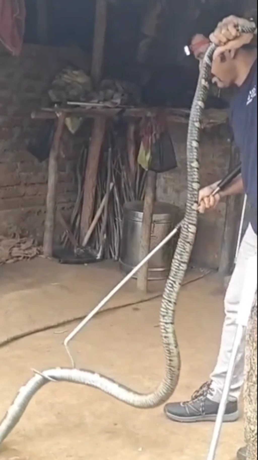 કિંગ કોબ્રા, સાપ, રેસ્ક્યૂ, બીબીસી