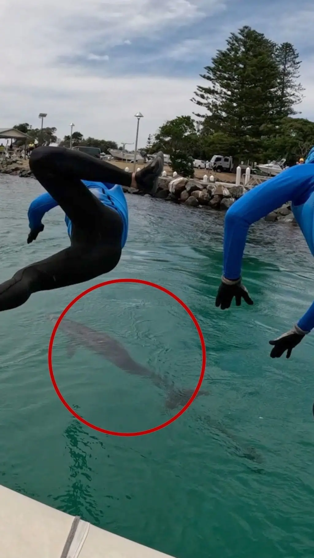 இளம் ஹம்பேக் திமிங்கிலத்தை மீட்ட மீட்புக்குழு