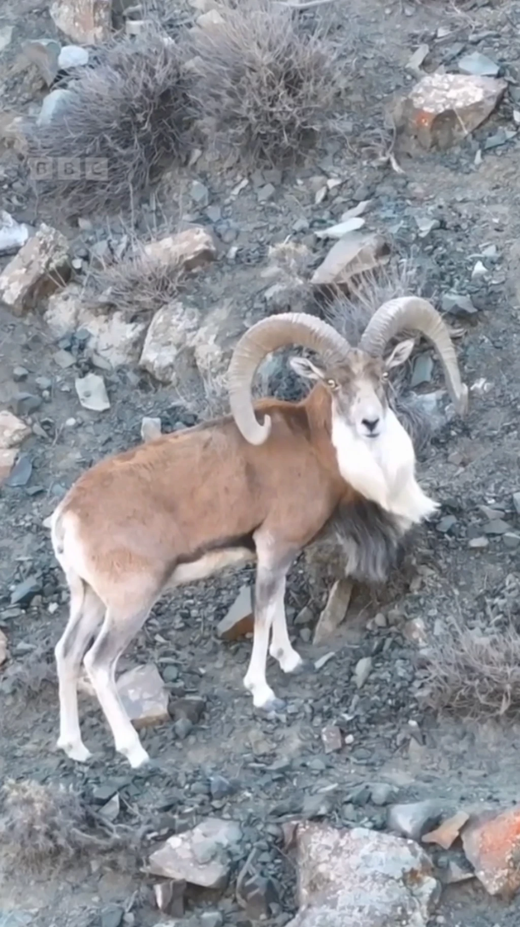 قوچ اوریال در پارک ملی گلستان