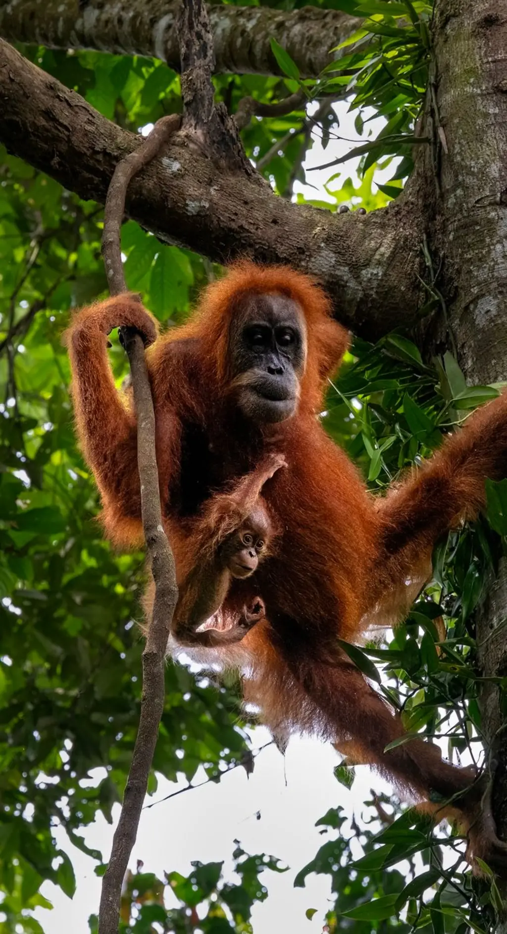Banjir Sumatra: Populasi orang utan Tapanuli kian terancam