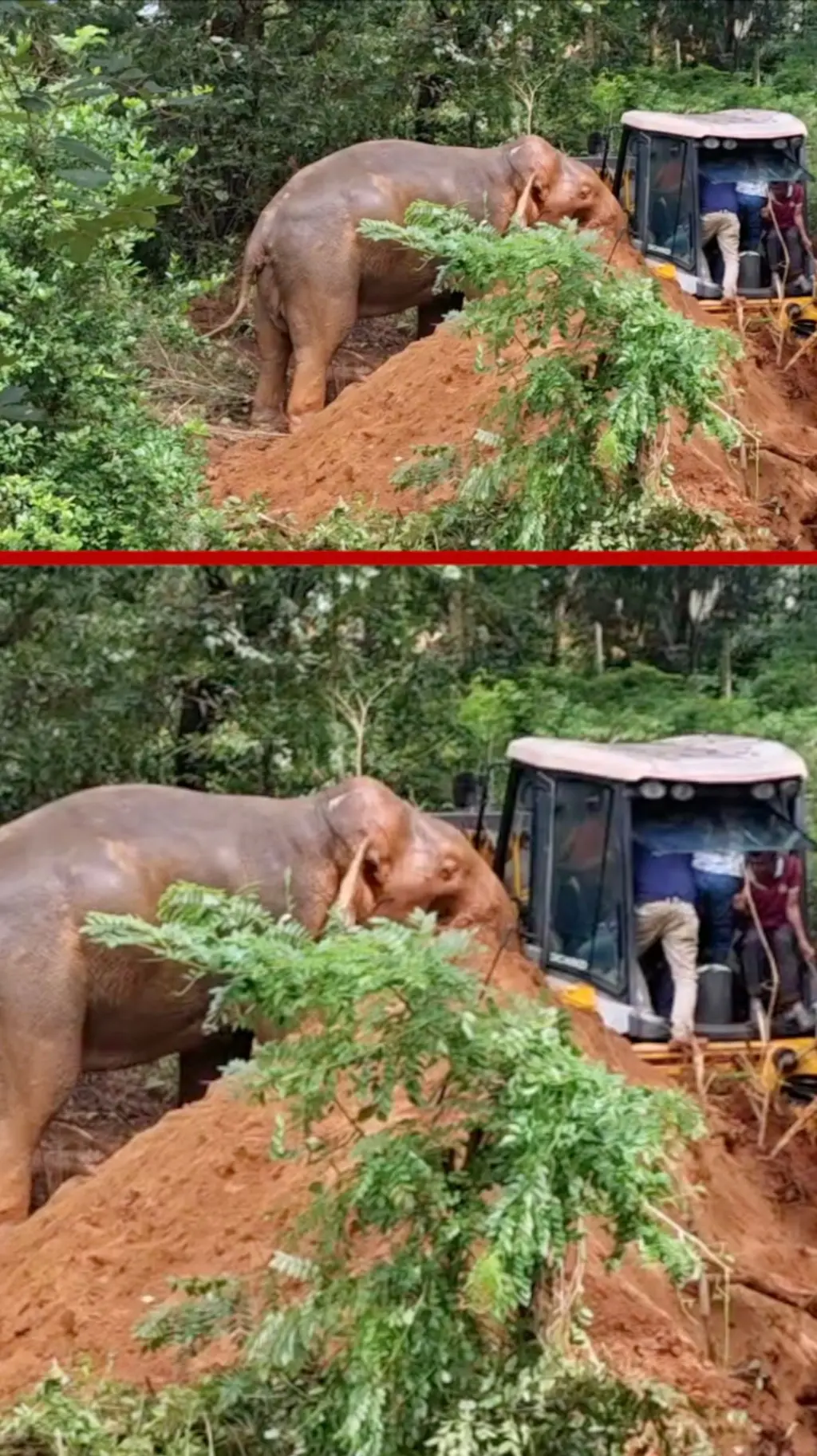 වගා ළිඳකට වැටී සිටි වන අලියෙක්