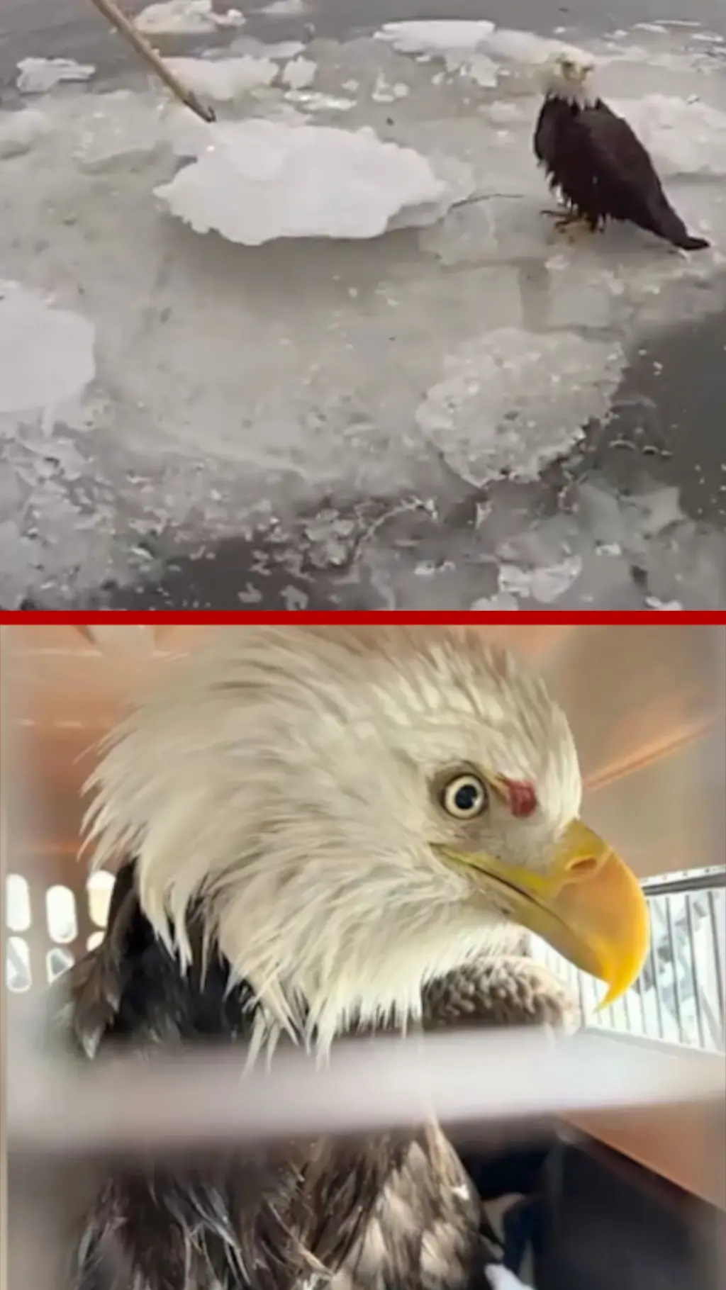 අයිස් මිදුණු ගඟක පාවෙමින් සිටි රාජාලියෙක් බේරා ගත් අවස්ථාව