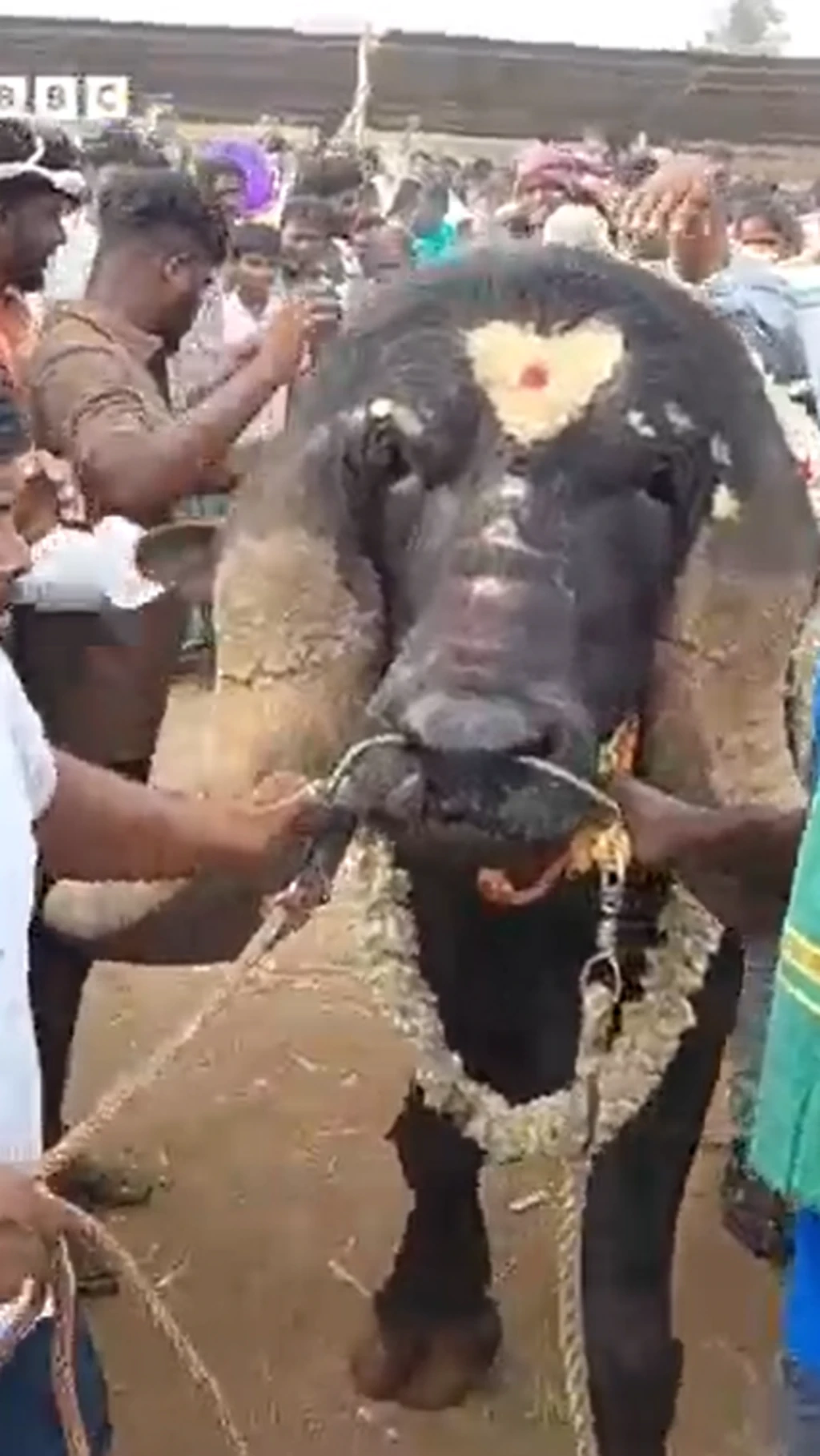 ஜாஃப்ராபாதி எருமை