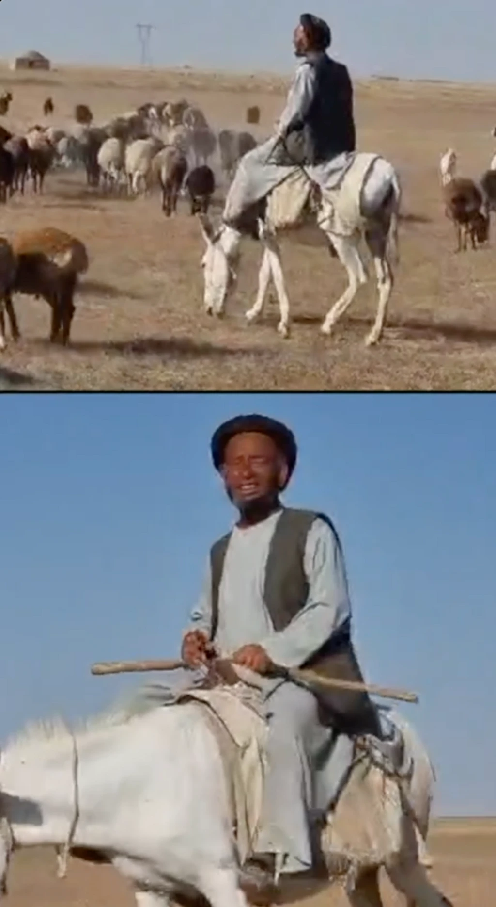 Eshak ustida cho'pon