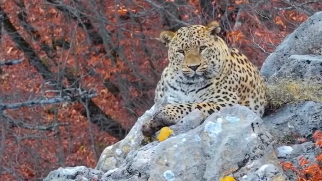 پلنگ در جنگلهای کیاسر