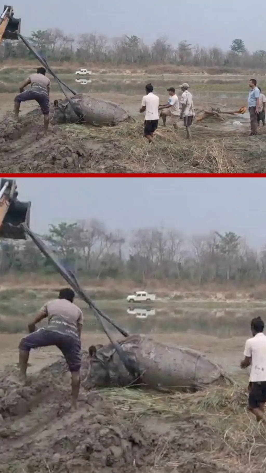 दलदलमा फसेको एकसिङ्गे गैँडाको उद्धार गर्दा।