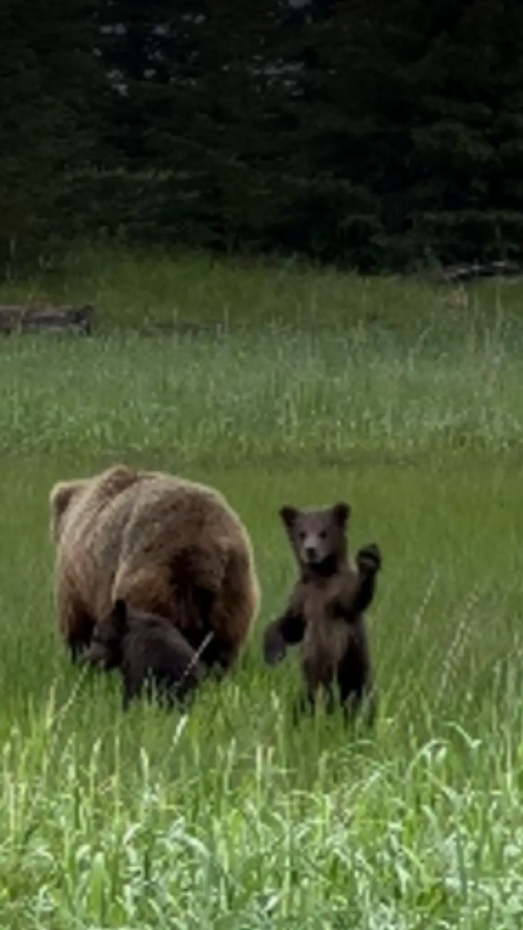 هل يلوّح الدب الصغير للناس؟