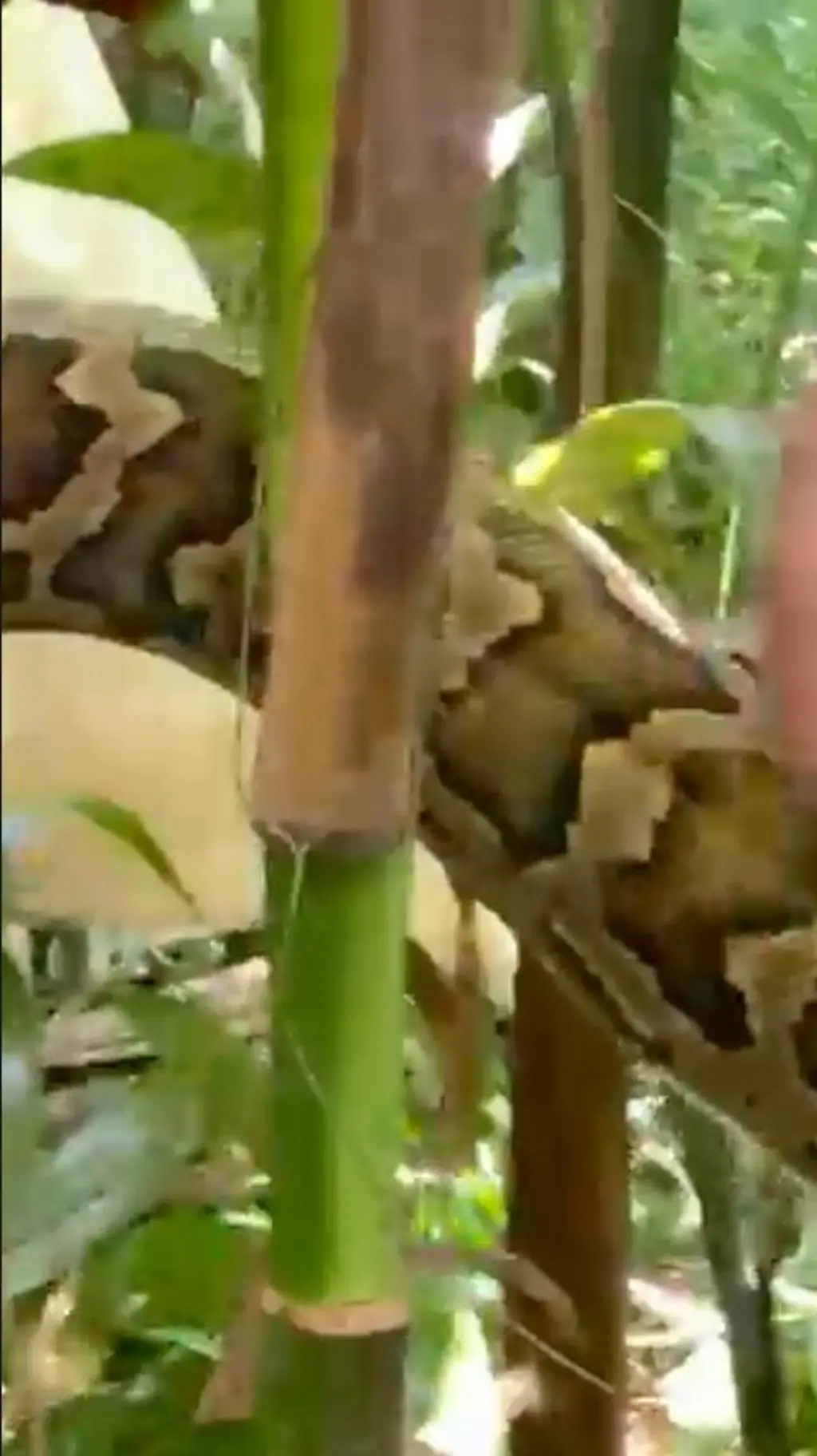 ගස් අතරින් විශාල පිඹුරගේ කොටසක් පෙනේ.