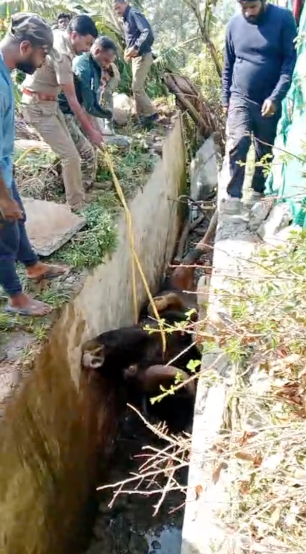  கழிவு நீர் கால்வாயில் விழுந்த காட்டு மாடு மீட்கப்பட்டது எப்படி?