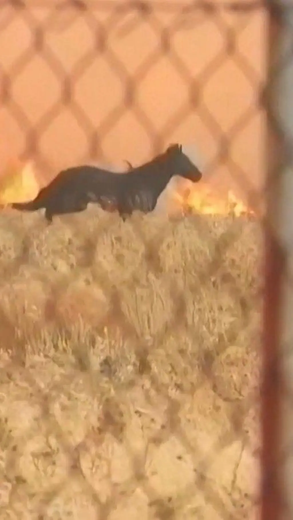 greece horse wildfire