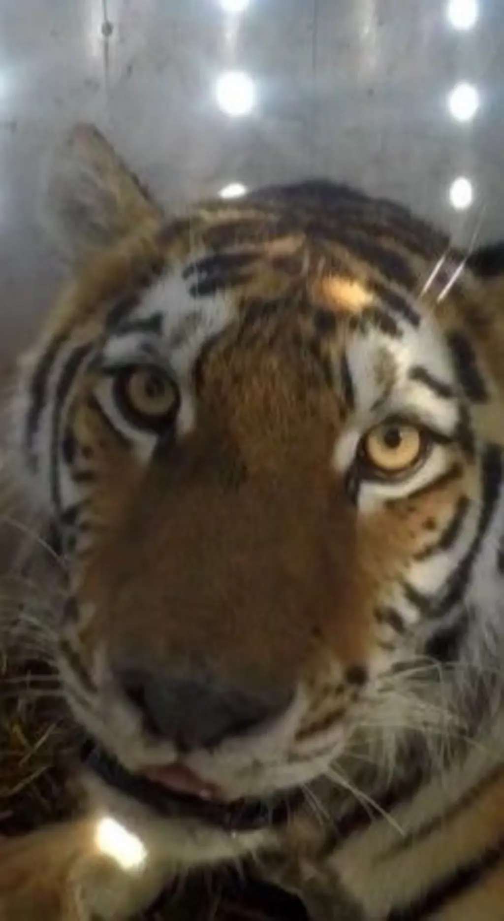 Um tigre olhando para a câmera