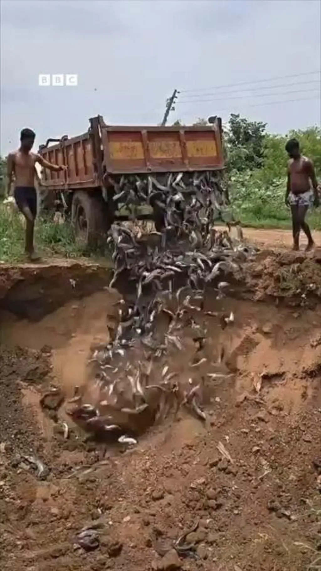 नागपुर में मछलियां नष्ट की गईं