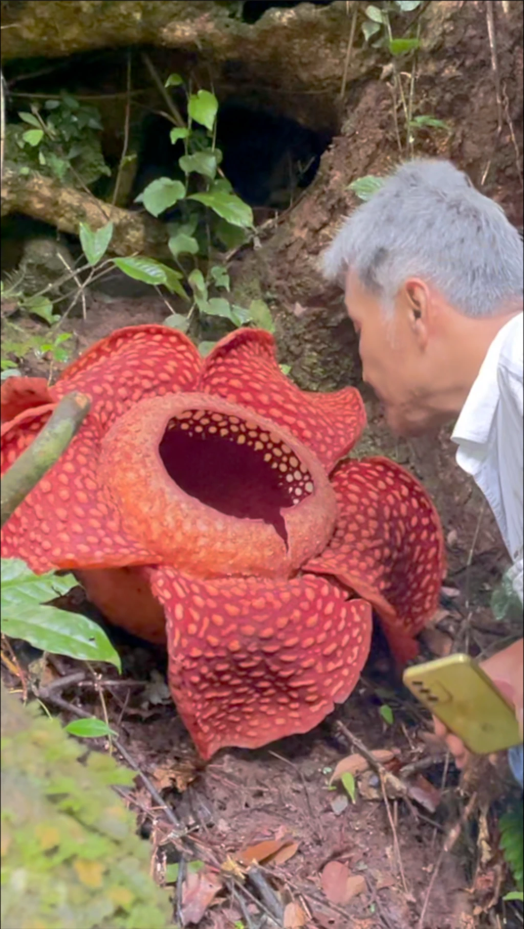 Kisah penjaga bunga Rafflesia di hutan Sumatra Barat