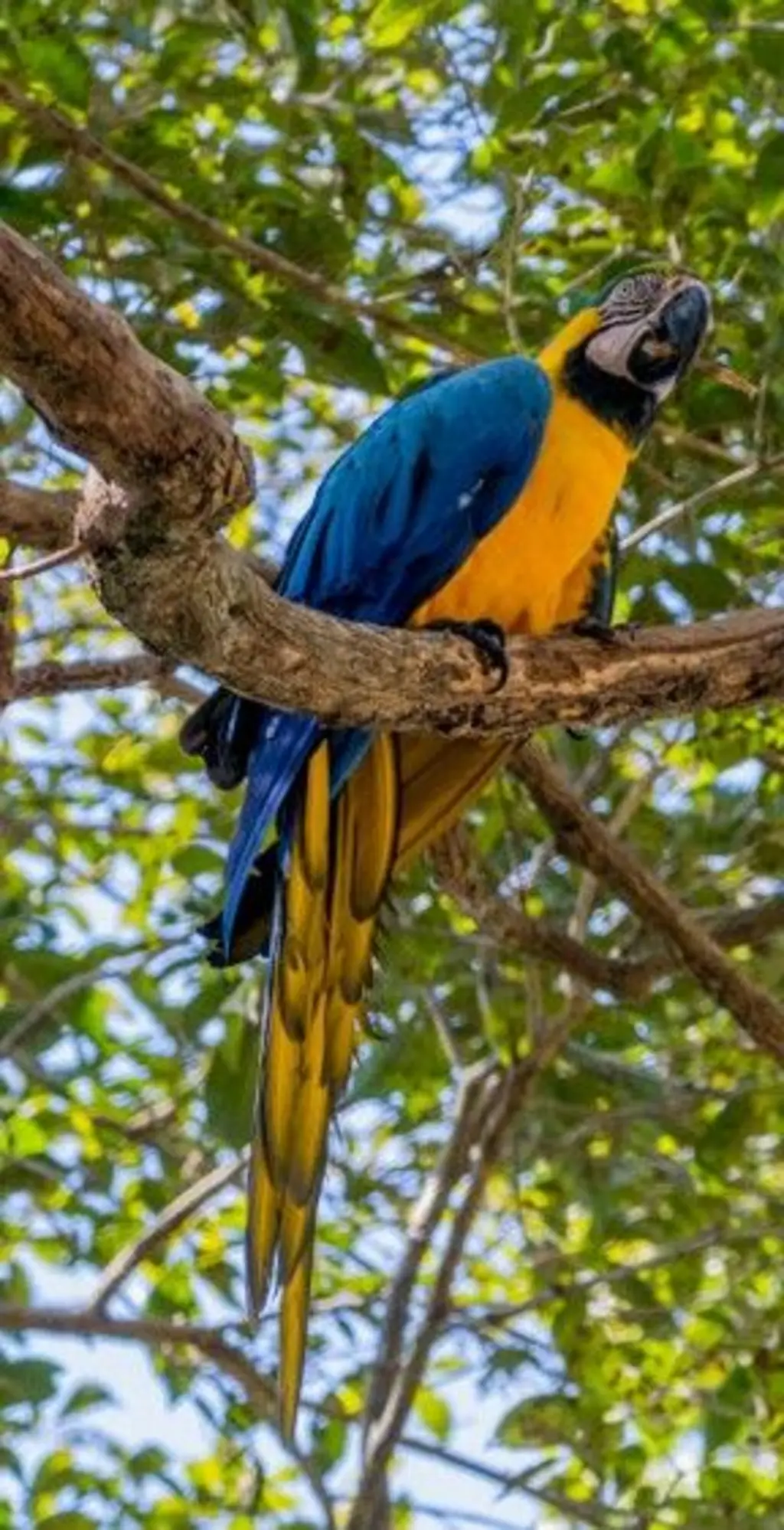 Arara-canindé em um galho de uma árvore. Ela é amarela, azul e verde.