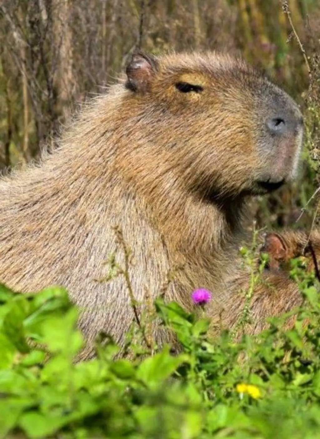 Capivara no meio do mato