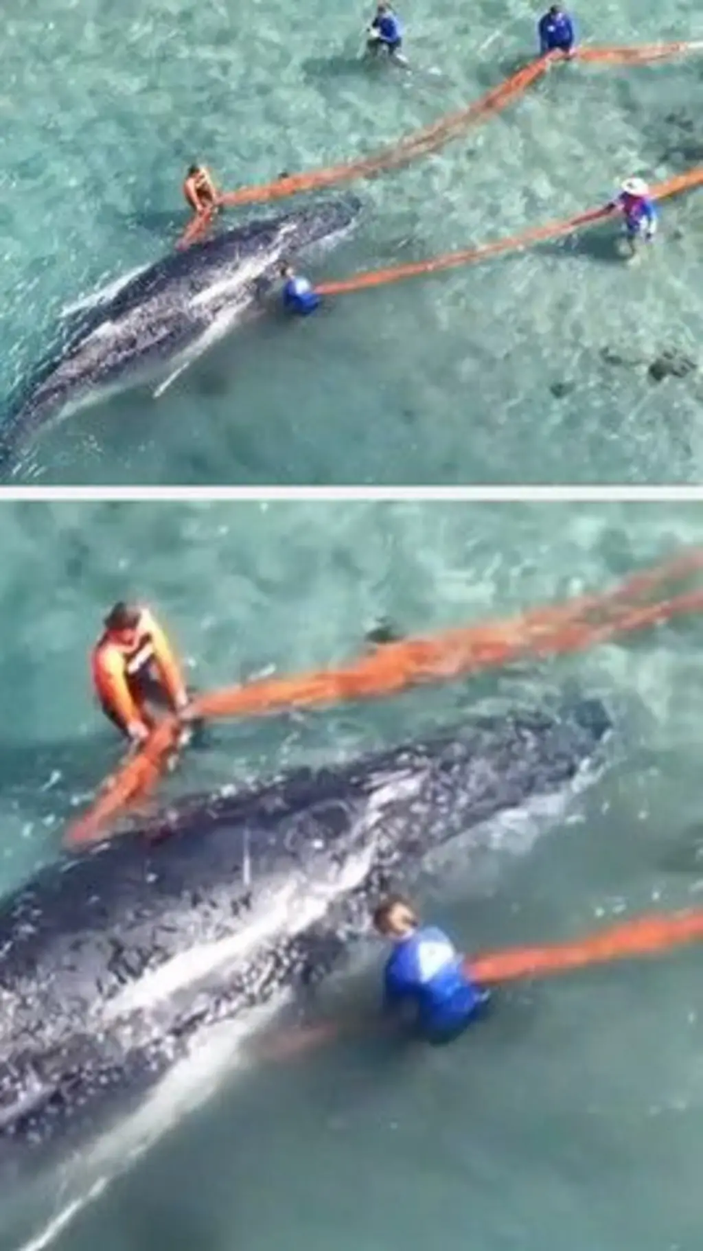 ہمپ بیک وہیل