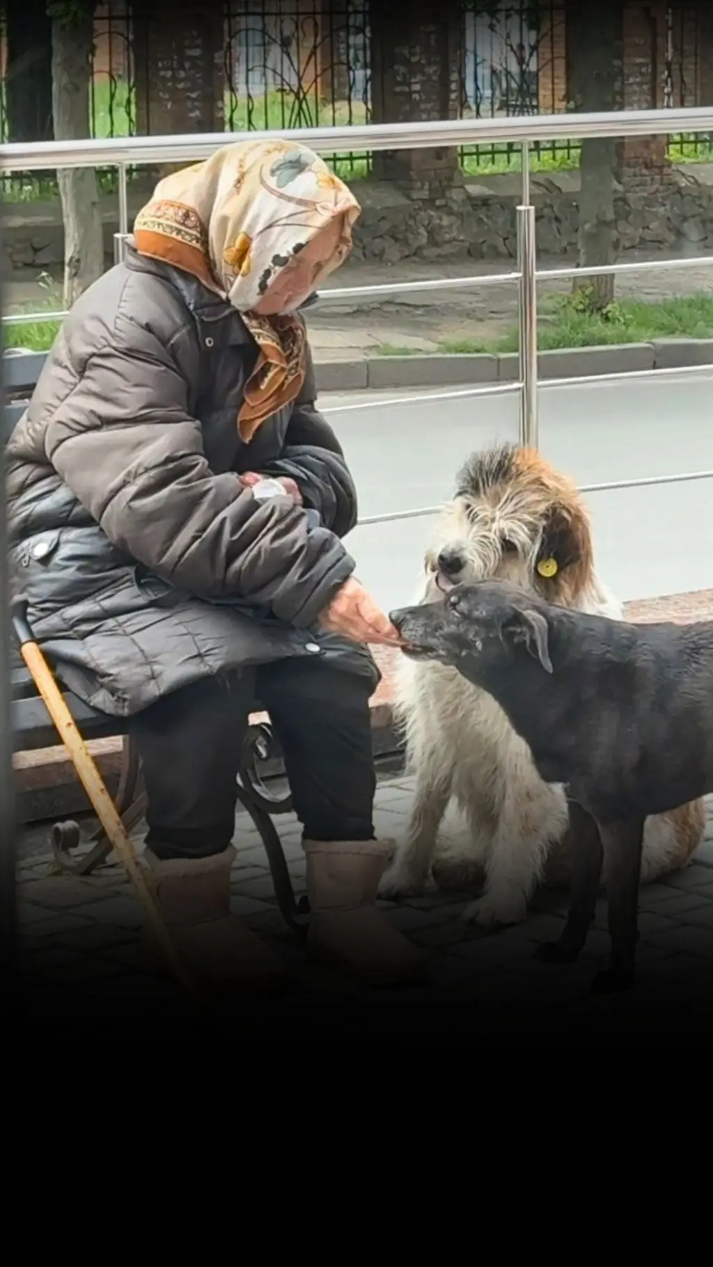 Бабуся годує собак