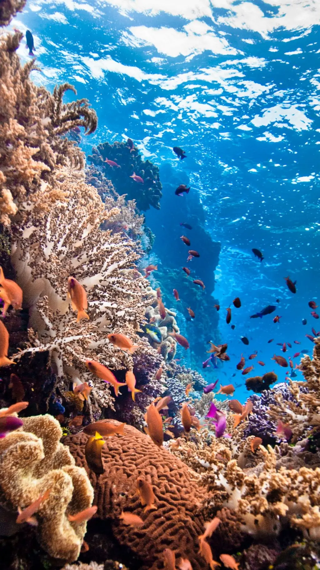 تصویر حیوانات بحری در منطقه حایل میان دو کوریا