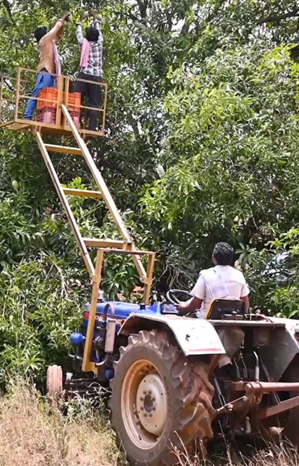 மாந்தோப்பில் பணிச்சுமையை குறைக்கும் டிராக்டர் லிஃப்ட்