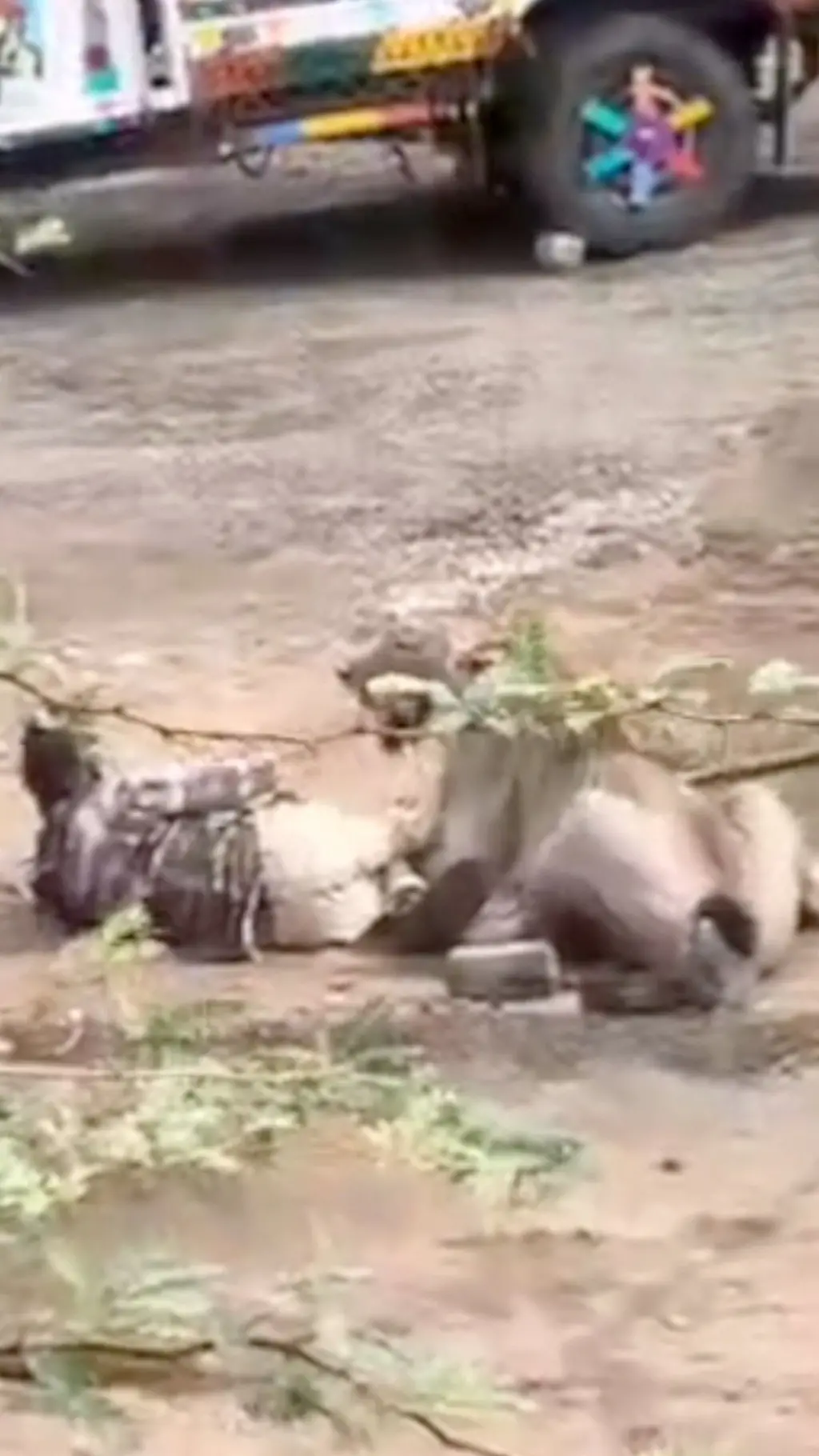 شیر