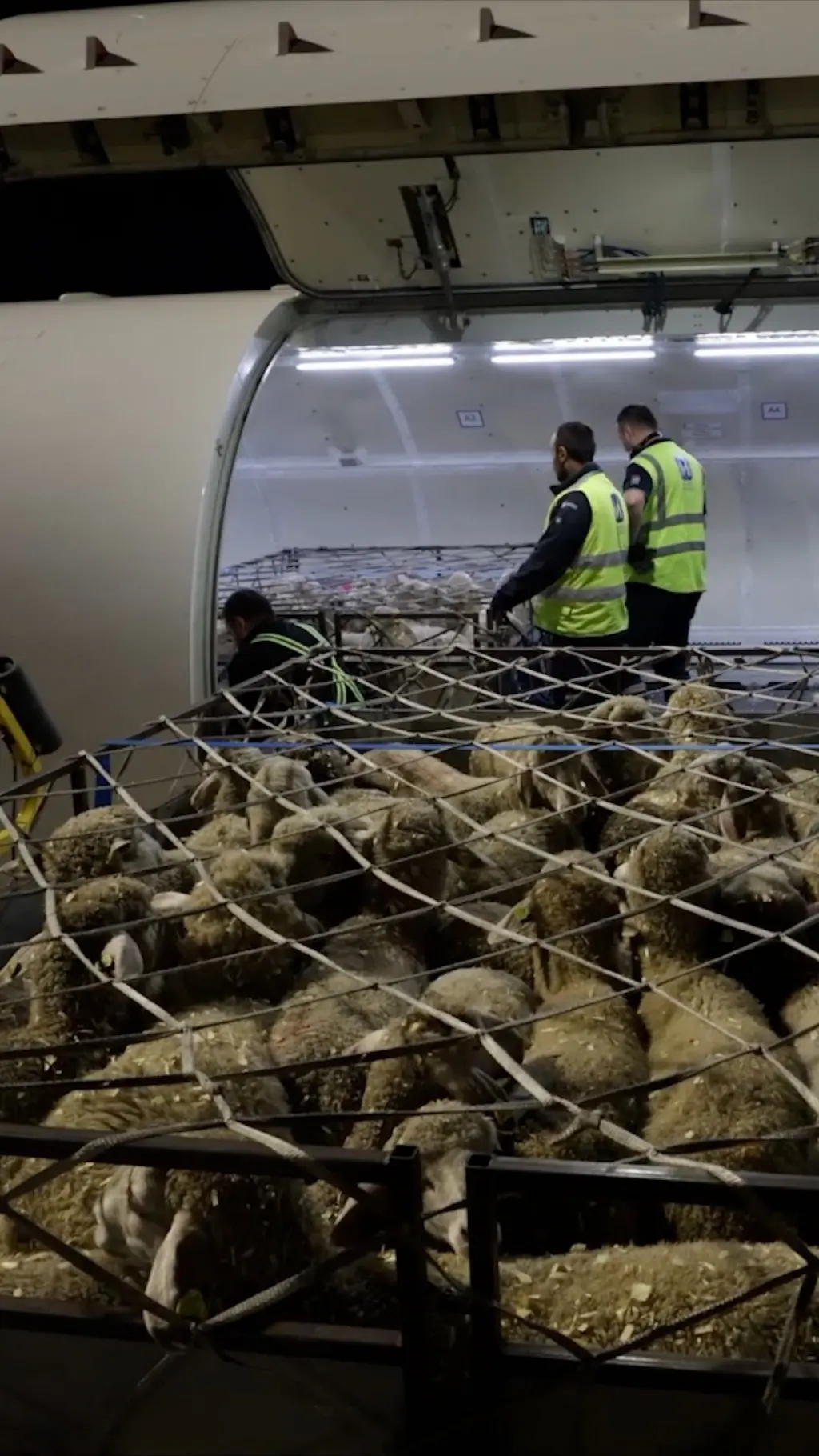 Od Srbije do Alžira: Izvoz jagnjadi avionom
