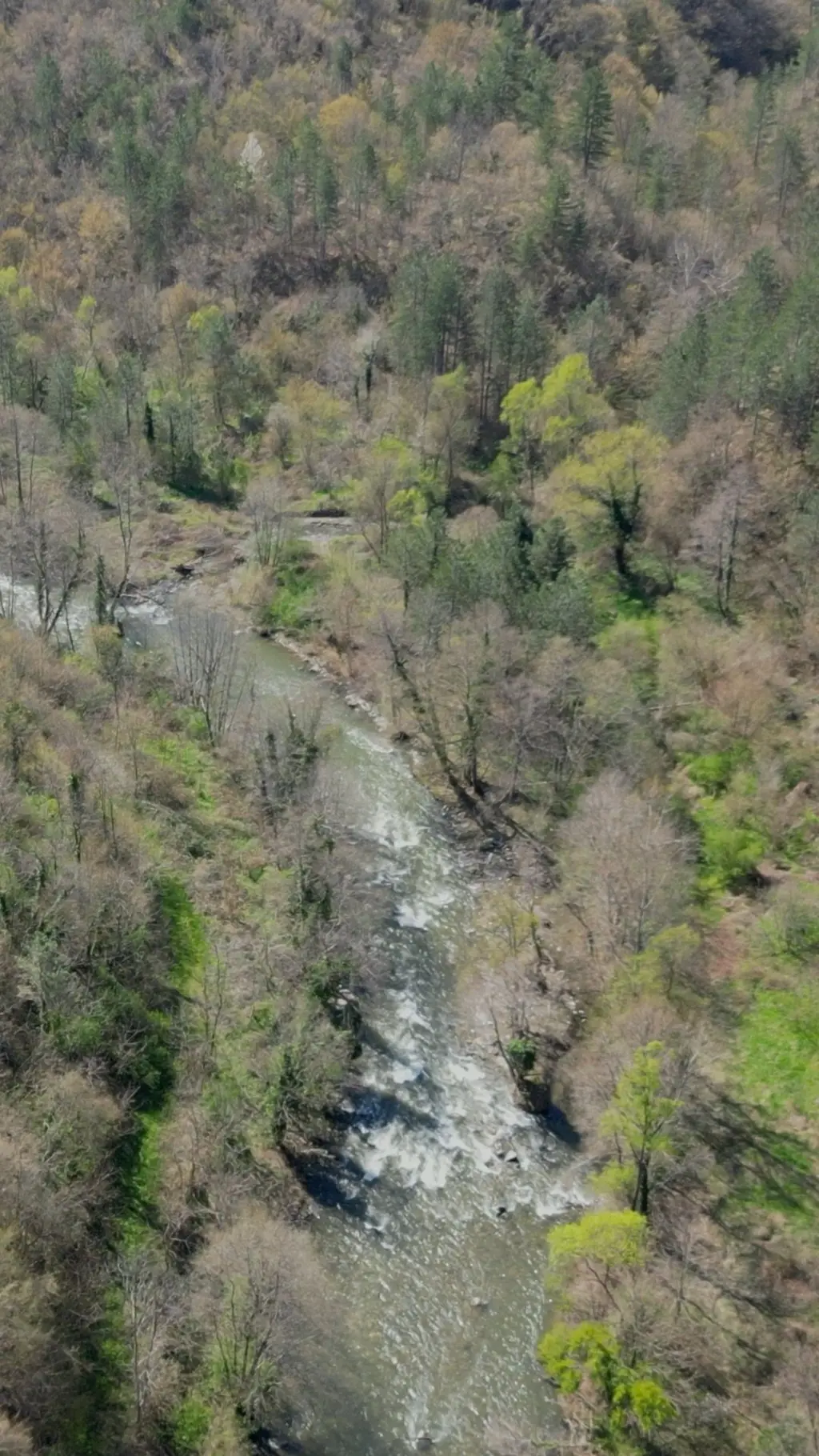 Studenica