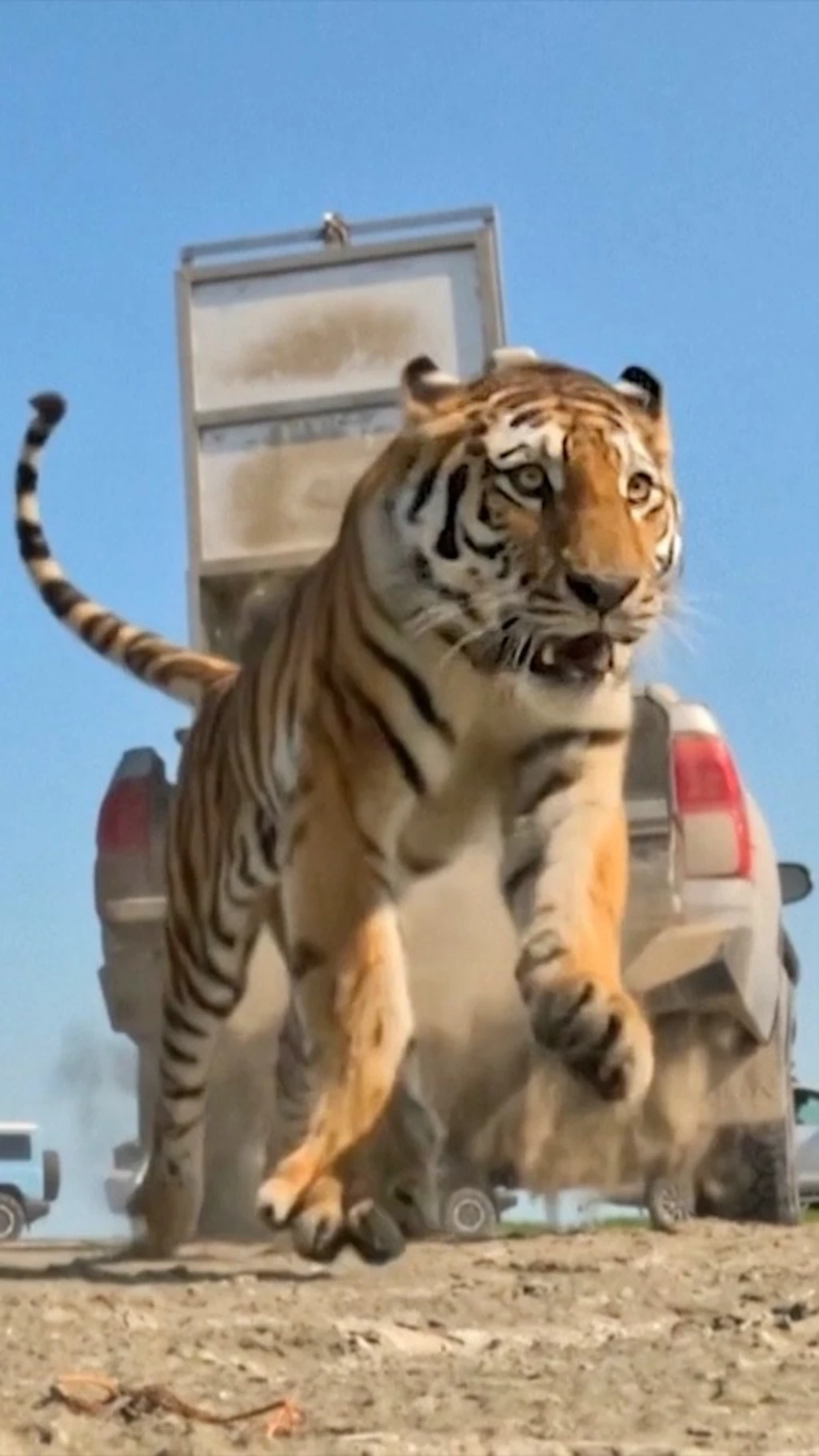 Amur yo'lbarsi