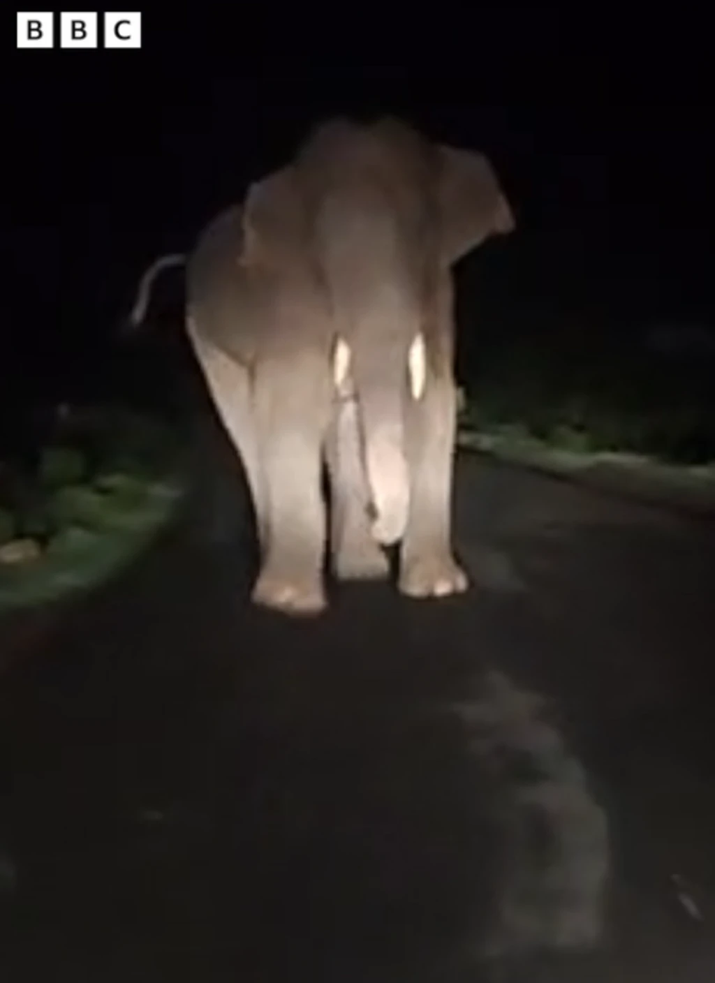  வனத்துறையினரை மிரட்டிய காட்டு யானை