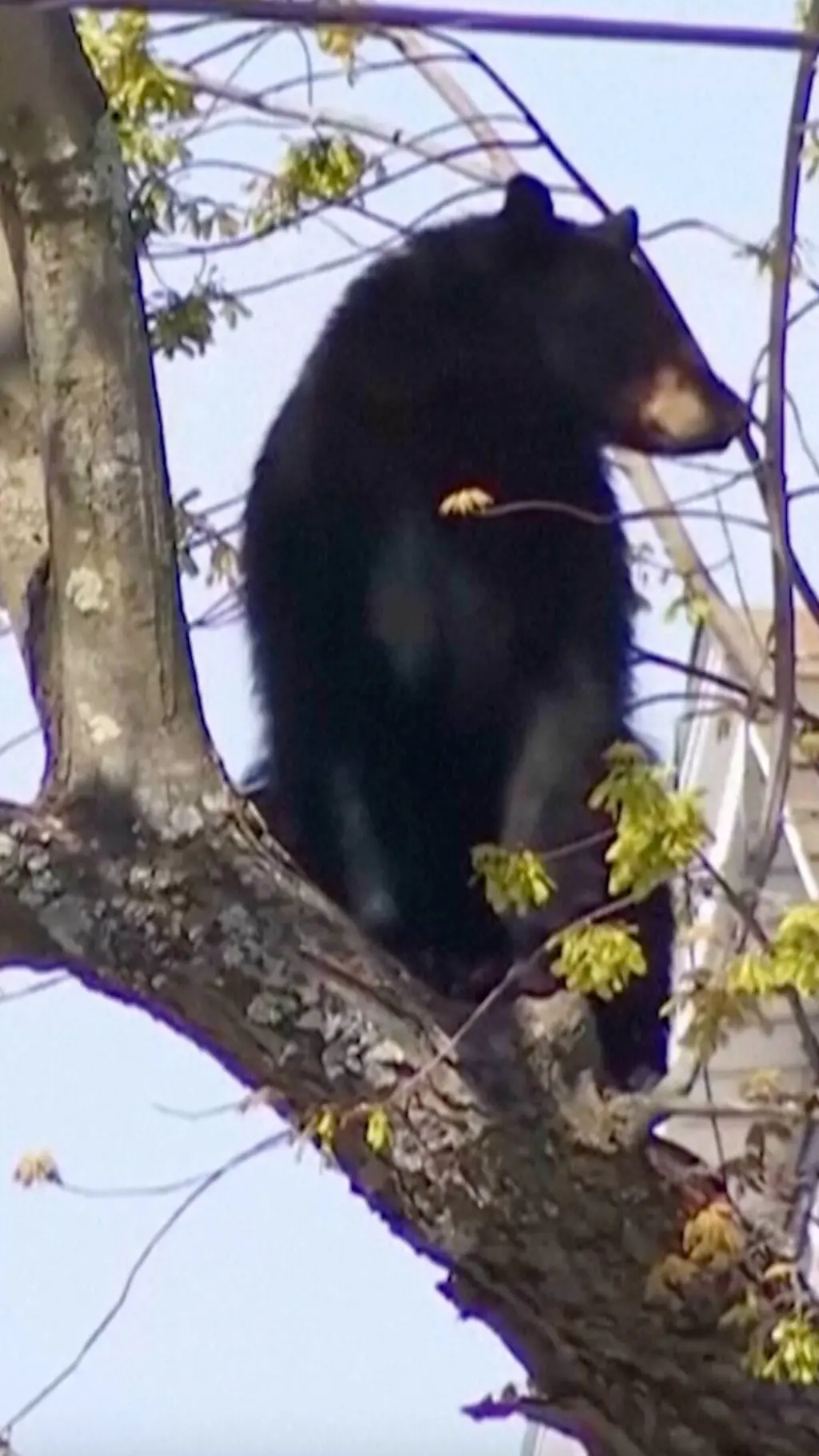 ගසක් උඩ කළු පැහැති වලසෙකු සිටි.