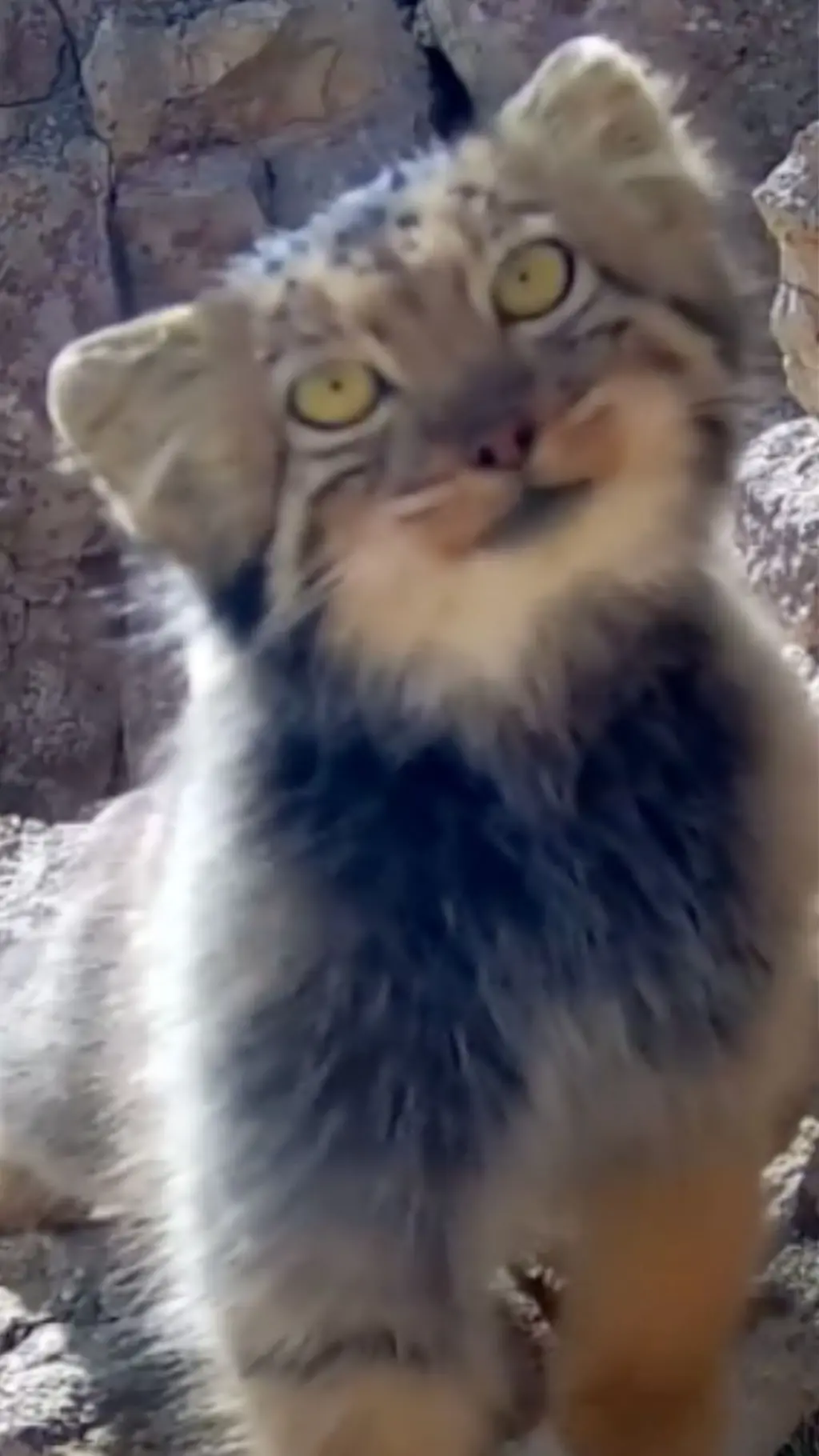 Manul mushugi
