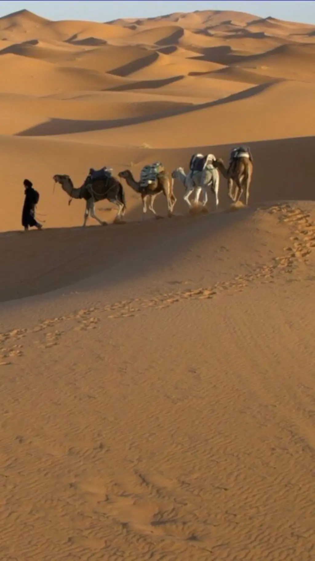 වැලි සහිත කාන්තාරයක මිනිසෙක් සහ ඔටුවන් හතර දෙනෙක් ගමන් කරන ආකාරය පෙනේ.