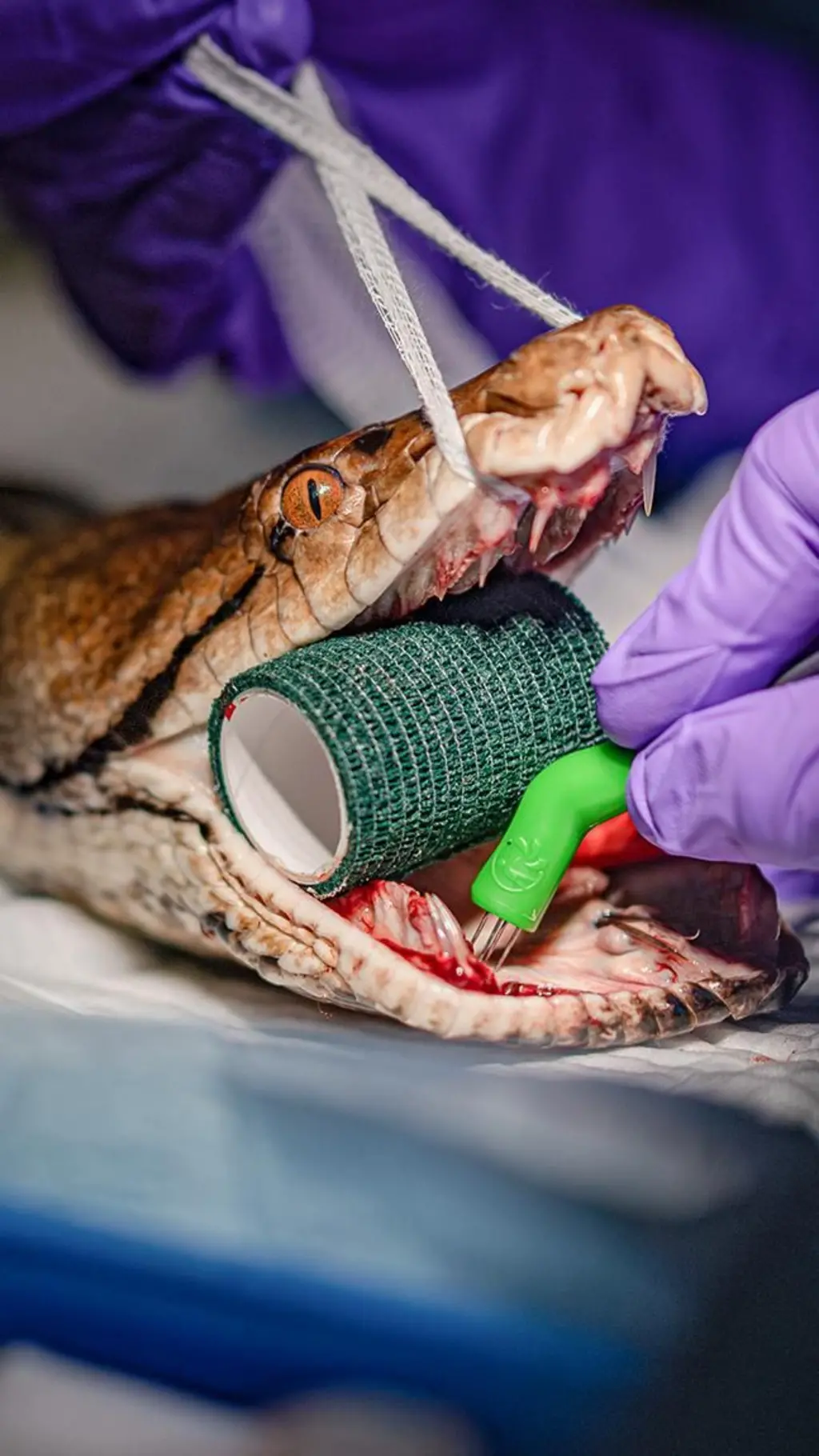Cobra em cirurgia