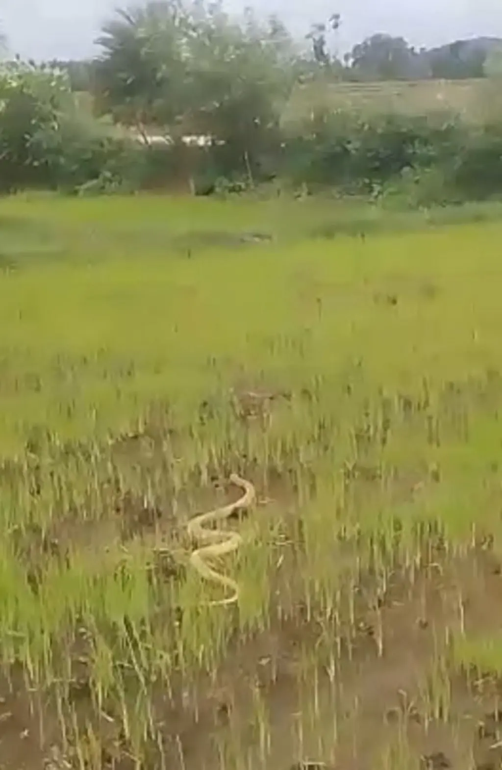 விவசாய நிலத்தில் வெள்ளை நிற நாகப்பாம்பு - வைரலாகும் வீடியோ