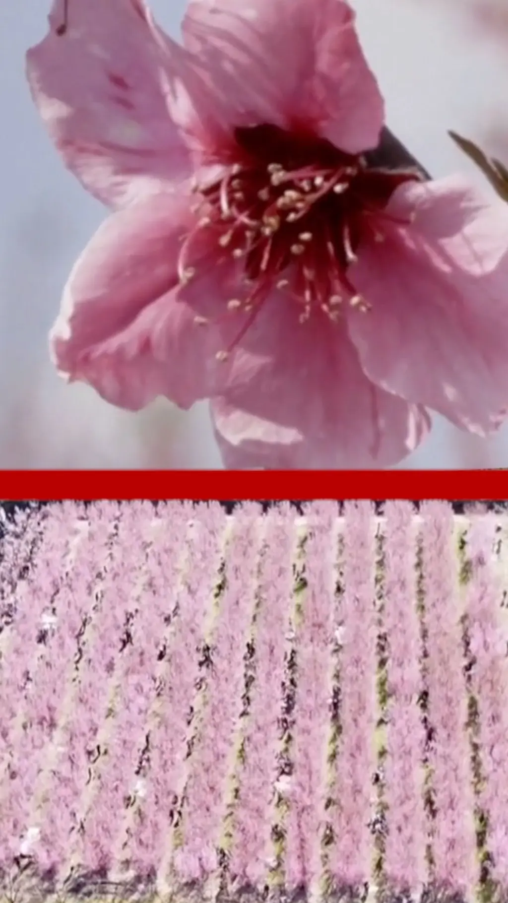 Roze polja: Cvetanje breskve u Grčkoj