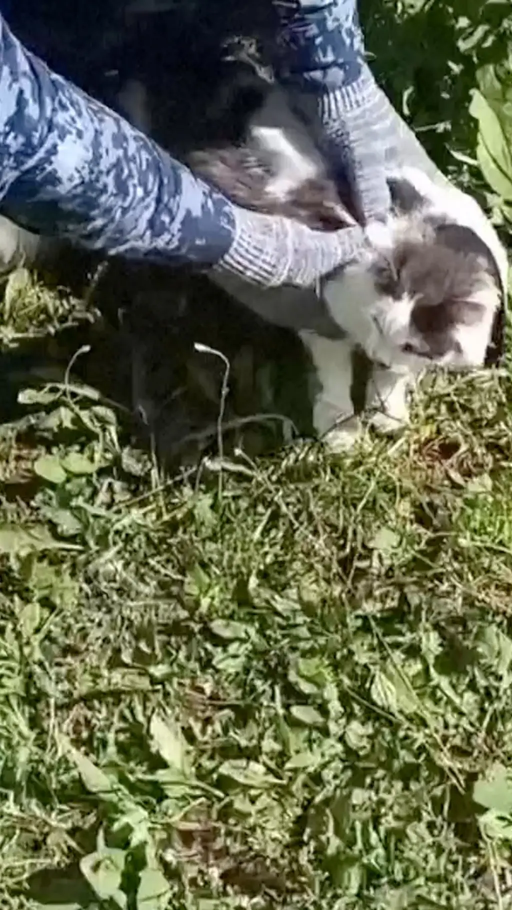 Кот в руках полицейского 
