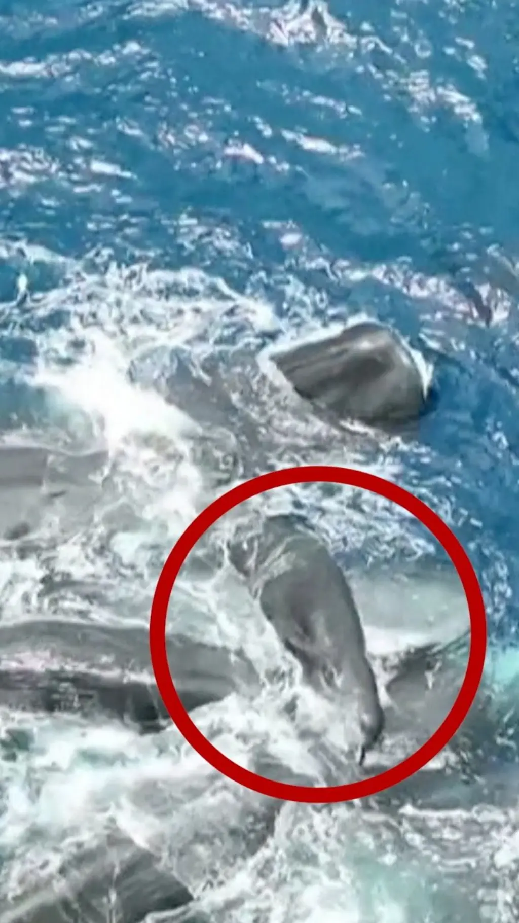 මන්දා තල්මසෙකු, පැටවෙකු බිහි කරන දුර්ලභ දසුනක්